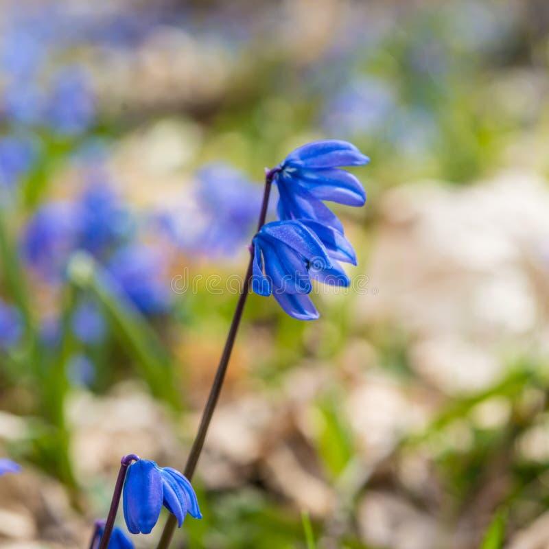 First Spring FlowerMarch Month Stock Image Image of foliage, meadow