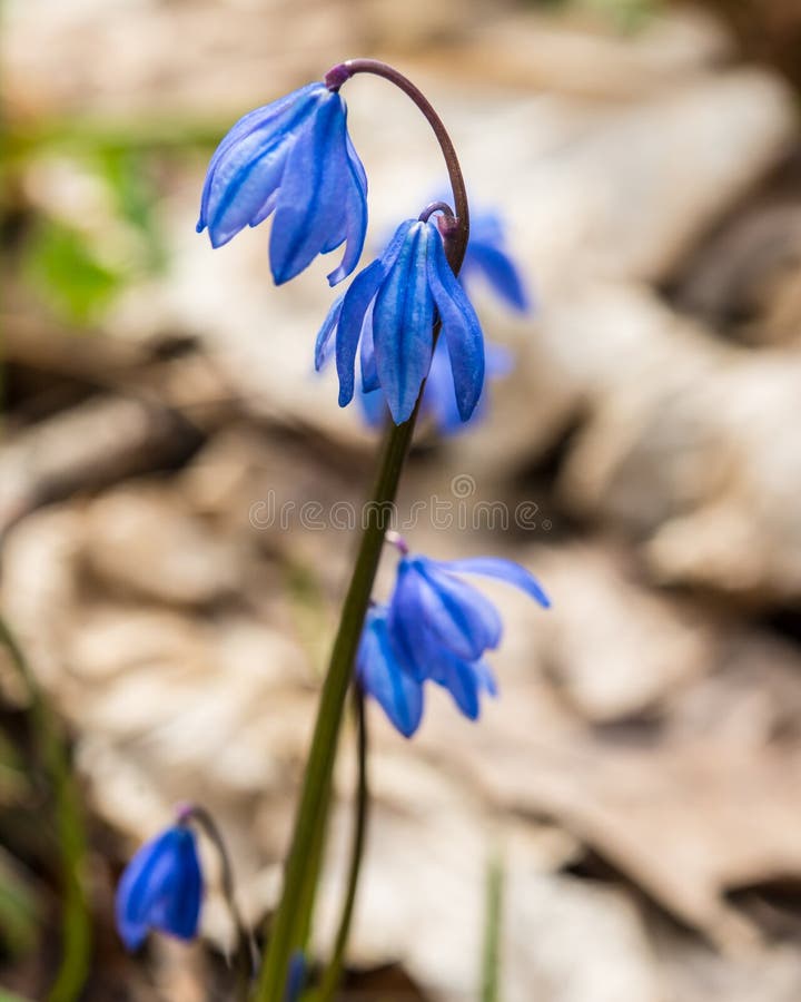 First Spring FlowerMarch Month Stock Image Image of foliage, easter