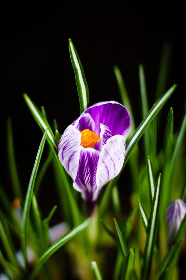 First Spring Flower Purple Crocus on a Black Background. Stock Photo