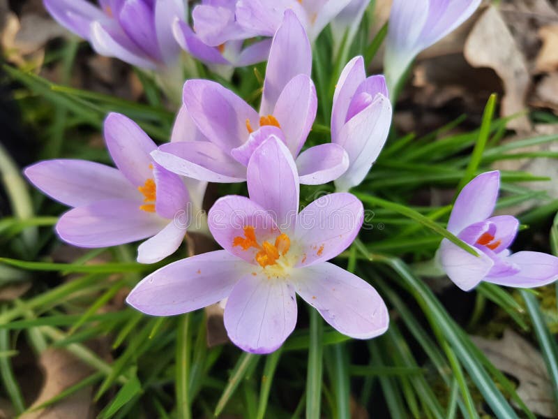 First spring flowers stock image. Image of plant, springtime 172403497