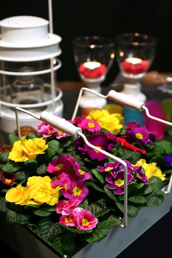 First spring flowers royalty free stock photos