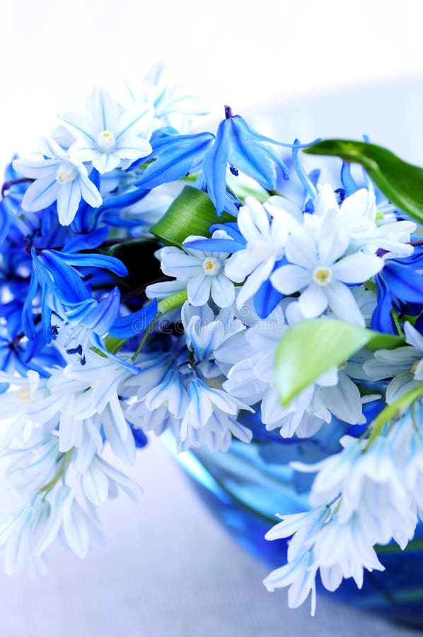 First spring flowers royalty free stock images