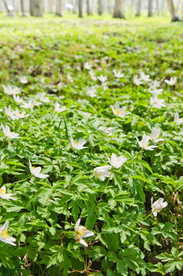 First Spring Flowers in a Birchwood Stock Image Image of countryside