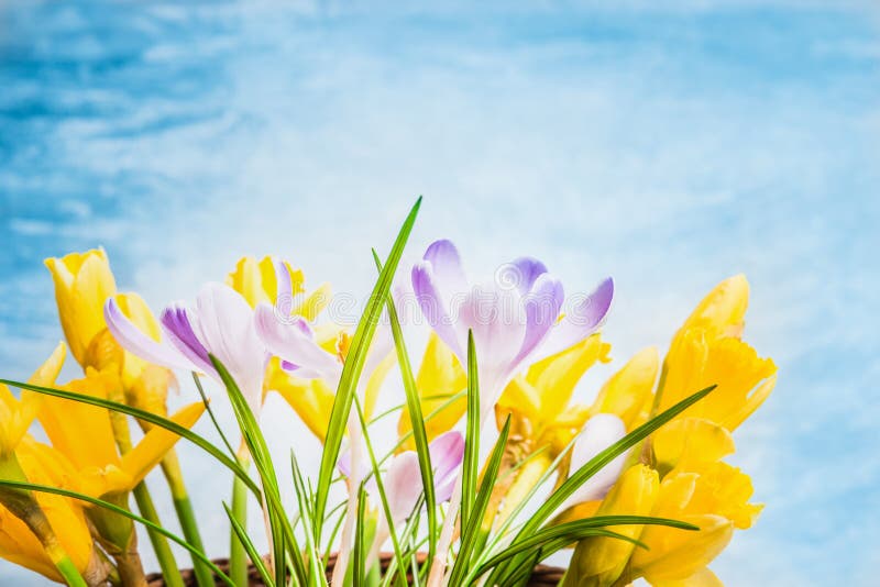 First spring flowers on blue background, side view. Crocuses and Narcissus bunch royalty free stock photos
