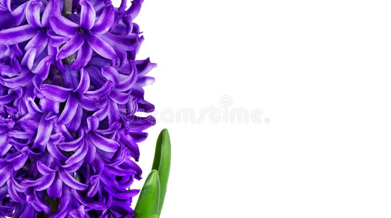 First spring flowers. blue hyacinth flower isolated on white. close up. copy space stock photo