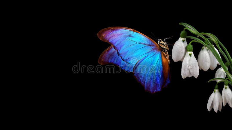First spring flowers. colorful blue morpho butterfly on white snowdrop flowers isolated on black. copy space stock images