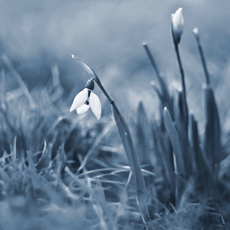 First spring flowers with colorful natural background on a sunny day. Beautiful little white snowdrops Galanthus nivalis stock photos First spring flowers with colorful natural background on a sunny day. Beautiful little white snowdrops Galanthus nivalis stock photos