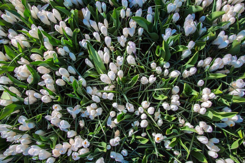 The first spring flowers crocus. Spring floral background. royalty free stock photos The first spring flowers crocus. Spring floral background. royalty free stock photos