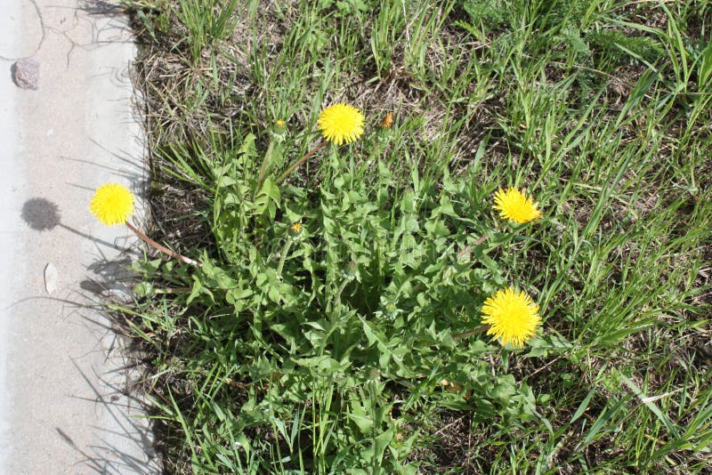 The First Spring Flowers in the Park Stock Photo Image of grass