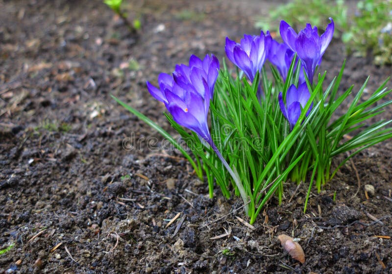 First Spring Flowers Purple Crocuses. Stock Image Image of blue