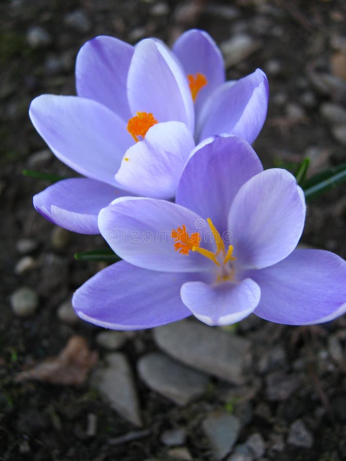 The first spring flowers purple crocuses in the garden
