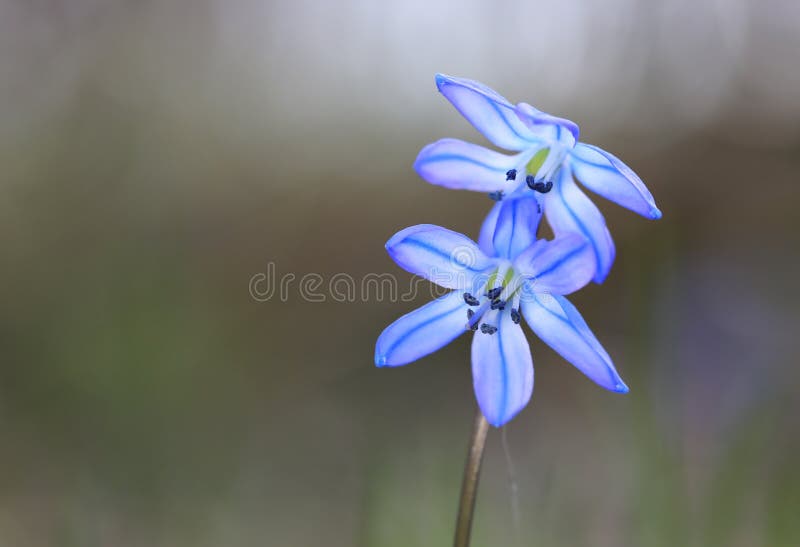 First spring flowers scilla bifolia stock photography