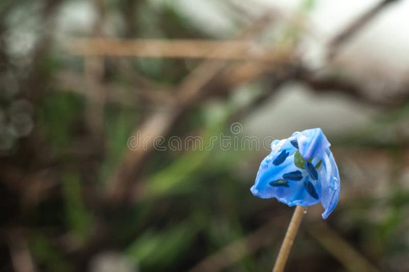 First spring flowers with snow in 22 March 2020 royalty free stock image
