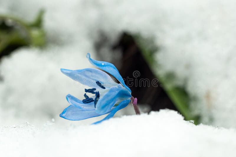 First spring flowers with snow in 22 March 2020 royalty free stock photo