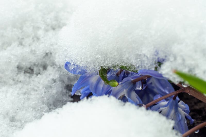 First spring flowers with snow in 22 March 2020 stock images