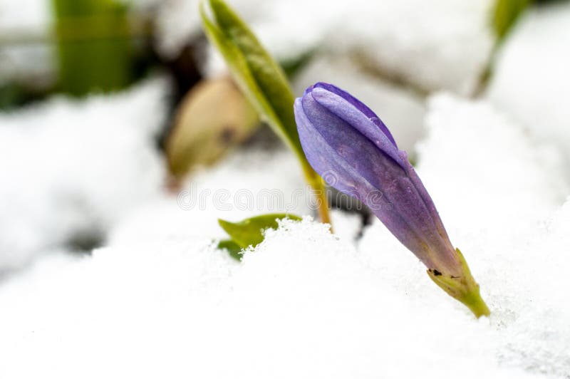 First spring flowers with snow in 22 March 2020 stock photo
