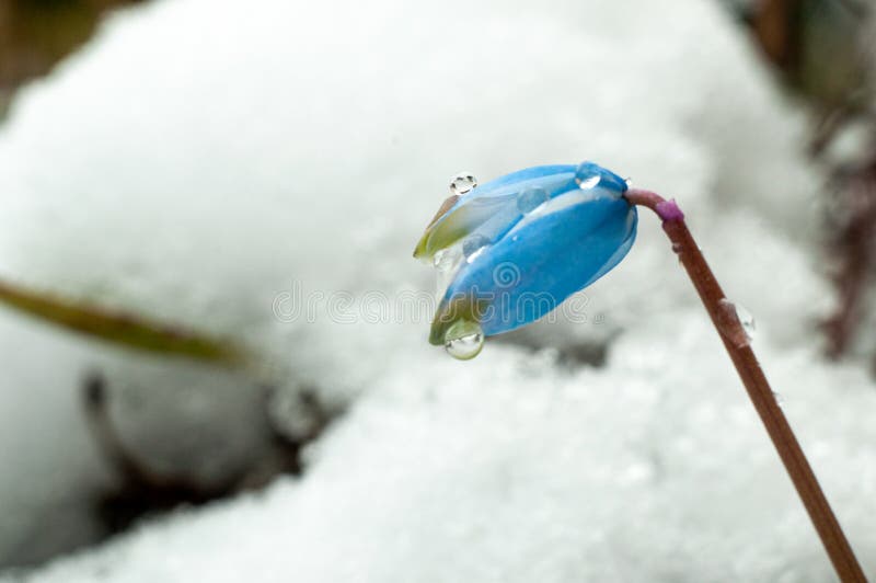 First spring flowers with snow in 22 March 2020 royalty free stock images