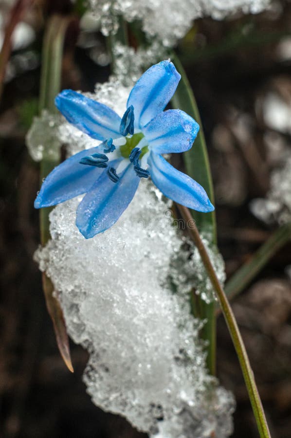 First spring flowers with snow in 22 March 2020 stock photo