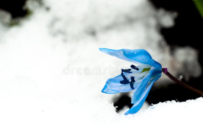 First spring flowers with snow in 22 March 2020 royalty free stock photo