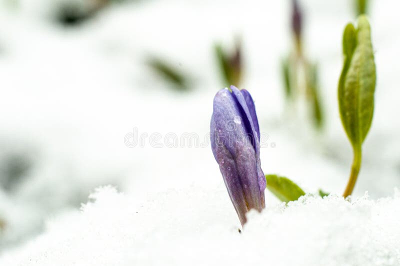 First spring flowers with snow in 22 March 2020 stock photography