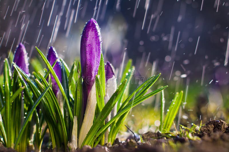 First spring flowers. Spring flower blue purple crocuses on a sunny day in a spray of water