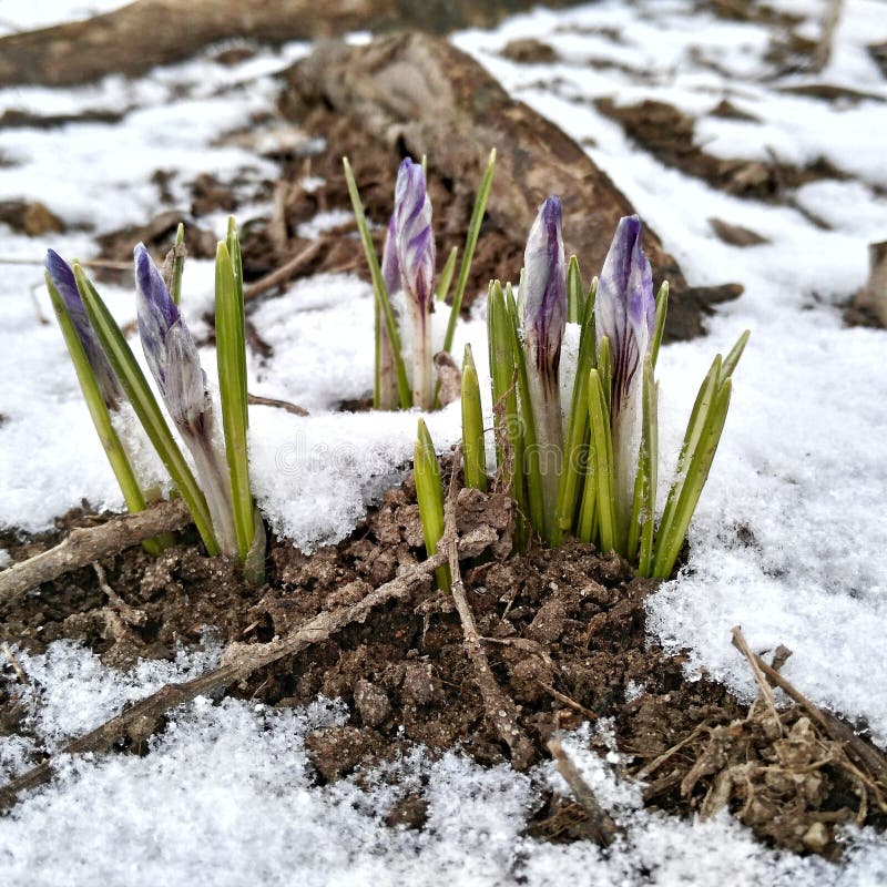First Spring Flowers Under the Snow Stock Image Image of snow, little