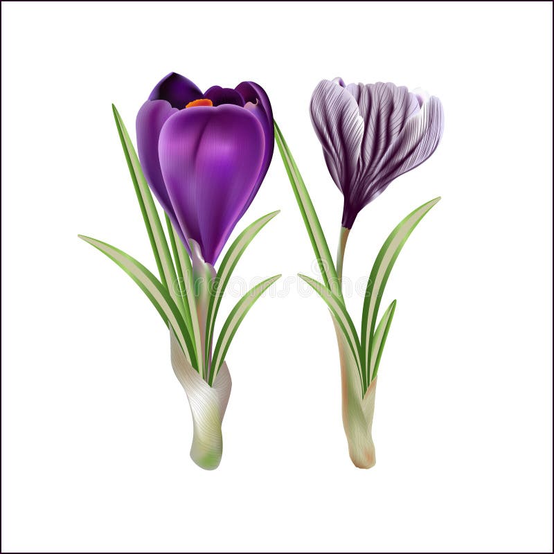 First spring flowers, violet crocuses.