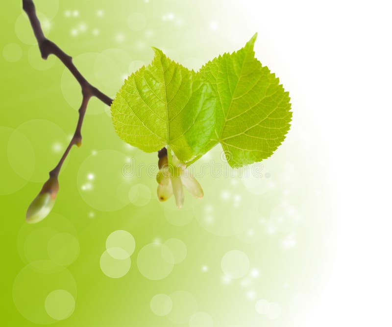 The first spring leaves stock image