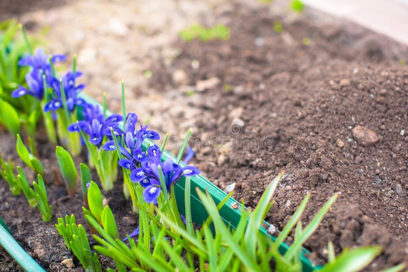 First Spring Purple Flowers Colour on Ground Stock Photo Image of