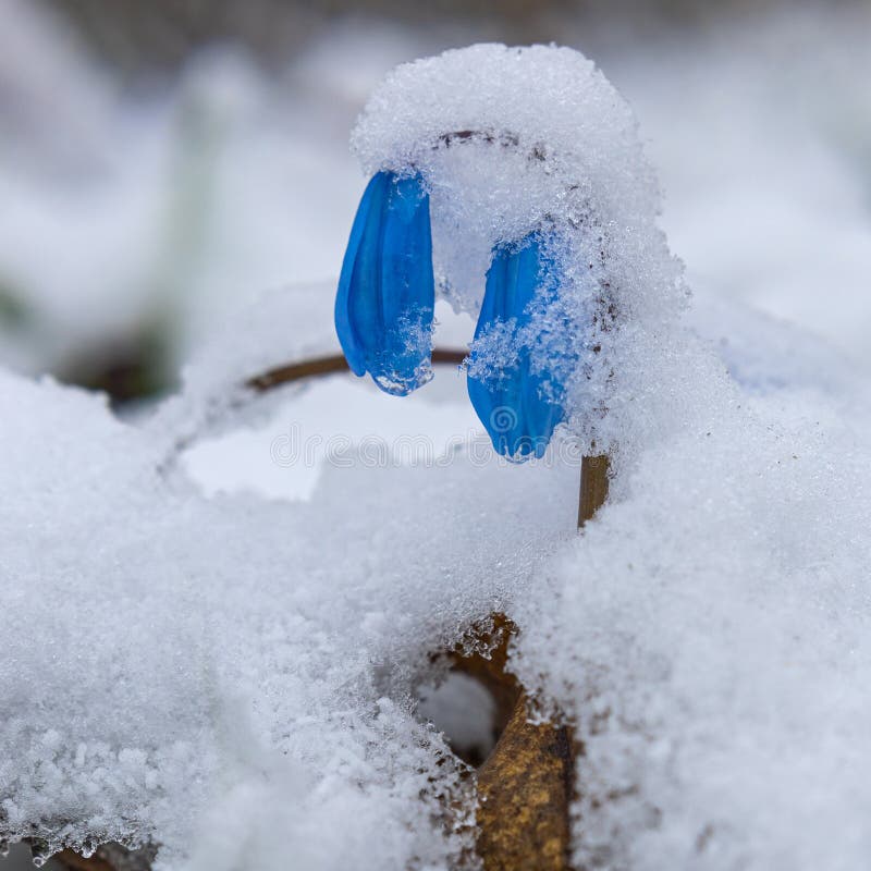 First Spring Scilla Flowers Under Snow Stock Image Image of bulb