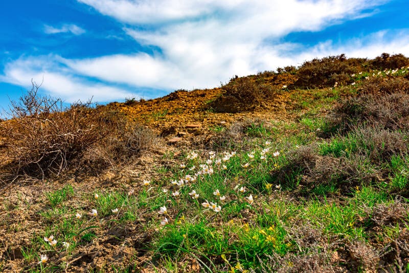 First spring wild flowers stock photo. Image of ontario 68846760