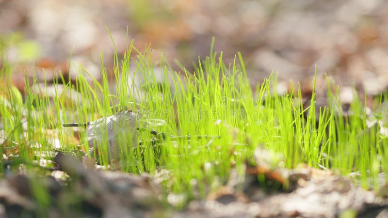 First sprouts of green grass in the forest. Beautiful spring sunset nature background. Close up. royalty free stock image