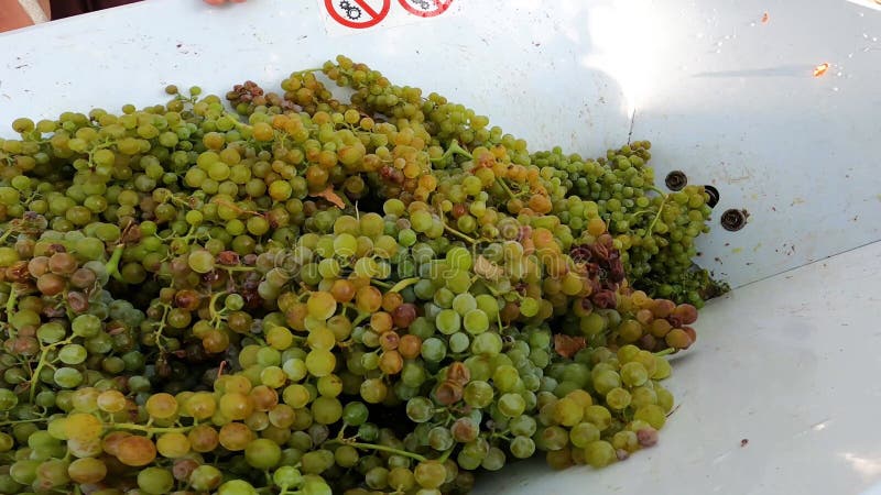 The First Stage of Winemaking: Crushing stock footage