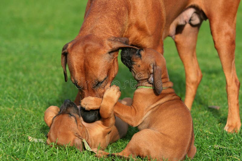 A Rhodesian Ridgack Female showing her puppies the first social steps for living in the new world. Rhodesian puppies stock images, royalty-free photos and pictures