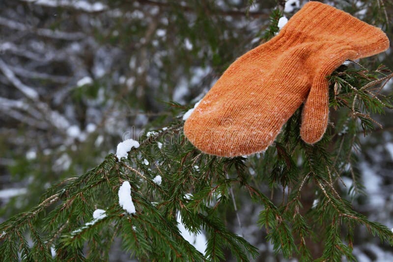 firtree zima rękawiczkowa brakująca fotografia stock firtree zima rękawiczkowa brakująca fotografia stock