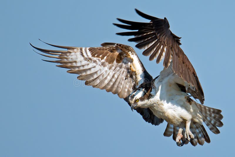 Osprey In Flight Displaying Wings. Osprey In Flight Displaying Wings