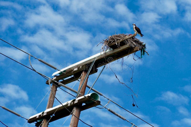 Fischadler an seinem Nest stockfoto Fischadler an seinem Nest stockfoto