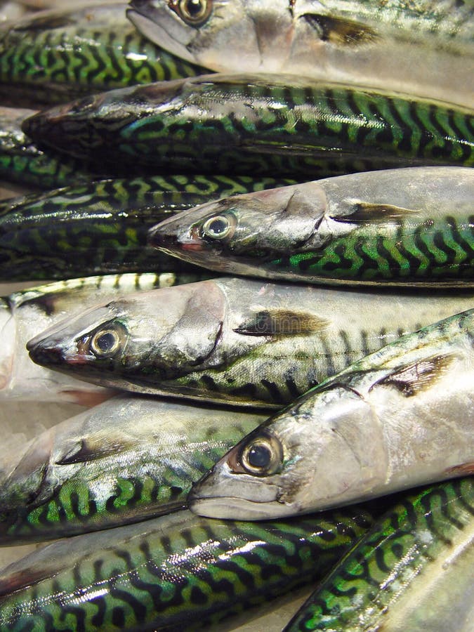 Fische Fische