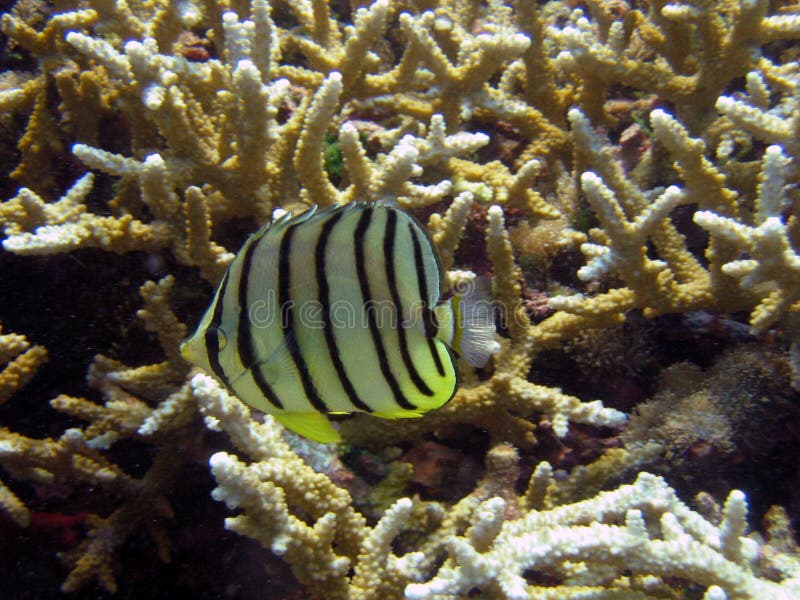 Download Fische stockbild. Bild von flach, schwimmen, ufer, basisrecheneinheit - 29789