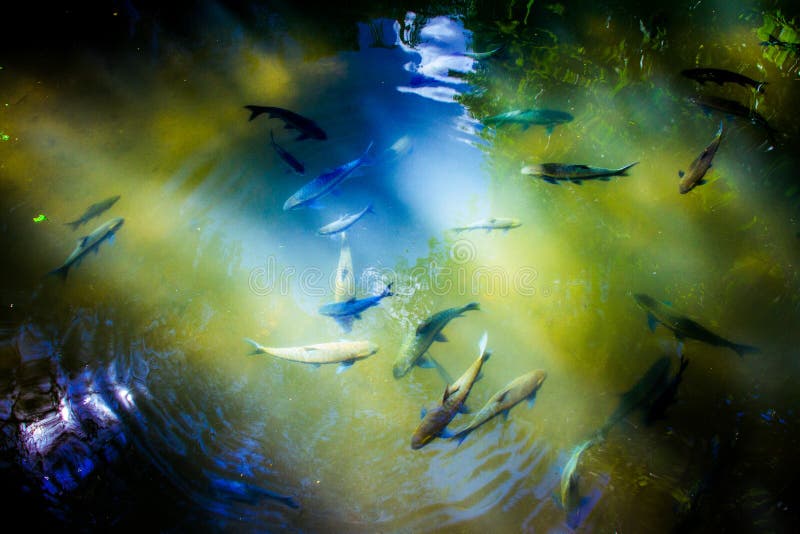 Fische lizenzfreies stockfoto Fische lizenzfreies stockfoto