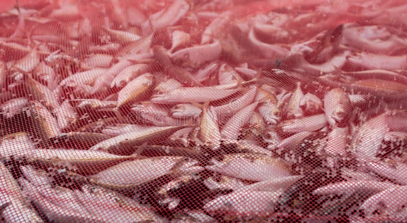Fische in den Netzen stockbild Fische in den Netzen stockbild