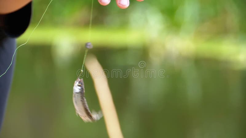 Fische, die an einem Haken an einer Angellinie befestigt sind Fischerei Langsame Bewegung