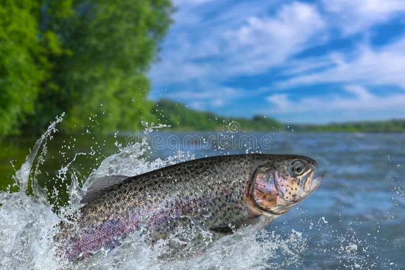 Fischen Regenbogenforellefische, die mit dem Spritzen im Wasser springen lizenzfreie stockfotos