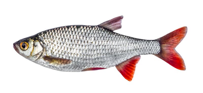Fischen Sie die Flusshinterwelle, die auf weißem Hintergrund Scardinius erythrophthalmus lokalisiert wird lizenzfreie stockbilder Fischen Sie die Flusshinterwelle, die auf weißem Hintergrund Scardinius erythrophthalmus lokalisiert wird lizenzfreie stockbilder