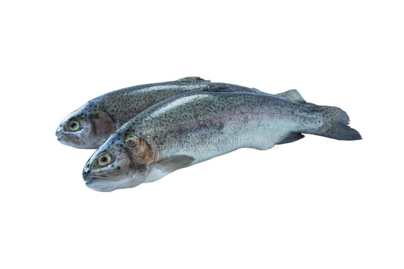 Fischen Sie die Regenbogenforelle, lokalisiert auf einem wei?en Hintergrund Zwei Forellen ?ber wei?em Hintergrund Fische mit Kopi stockfotos Fischen Sie die Regenbogenforelle, lokalisiert auf einem wei?en Hintergrund Zwei Forellen ?ber wei?em Hintergrund Fische mit Kopi stockfotos