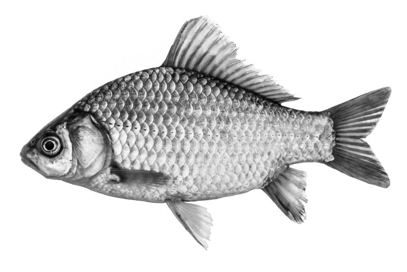 Fischen Sie Karausche, Lokalisierte Schwarzweiss--, Seitenansicht