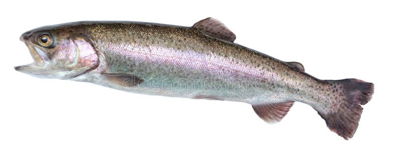 Fischen Sie Regenbogenforelle, das Herausspringen des Wassers, lokalisiert auf einem weißen Hintergrund lizenzfreies stockfoto