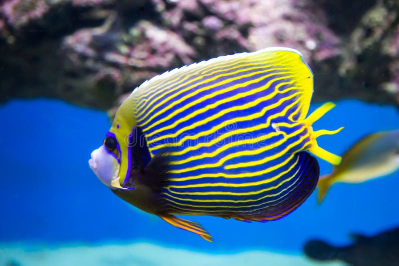 Engelhai Und Blauer Fadenfisch Im Tropischen Aquarium Stockfoto Bild Von Engelhai Amazonas 136138418