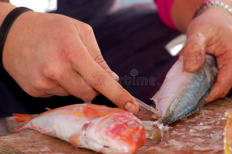 Fischenserie - Säubern eines frischen Fisches lizenzfreie stockbilder Fischenserie - Säubern eines frischen Fisches lizenzfreie stockbilder
