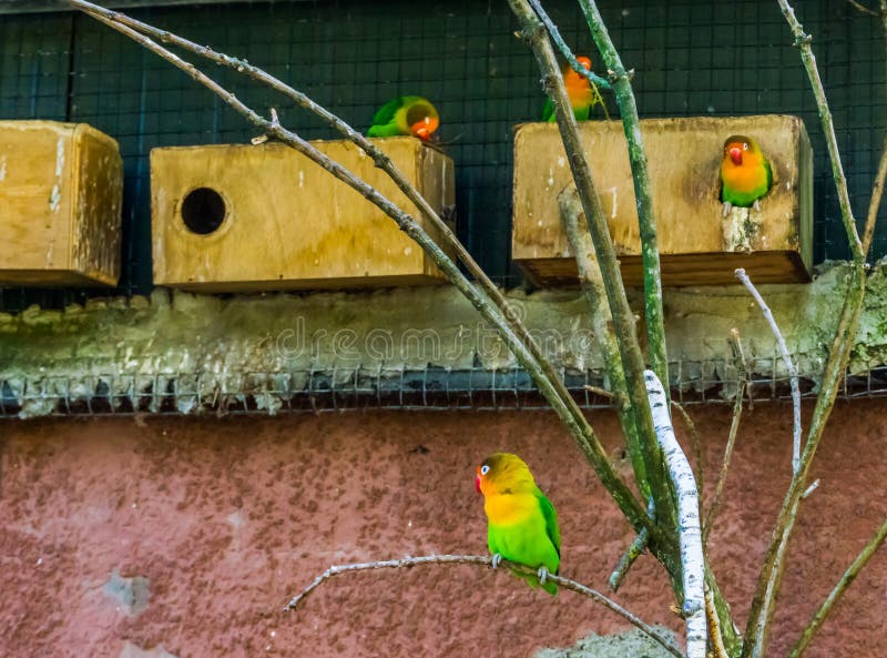 Some fischers lovebirds in the aviary, colorful and vibrant dwarf parrots, popular pets in aviculture. Some fischers lovebirds in the aviary, colorful and vibrant dwarf parrots, popular pets in aviculture